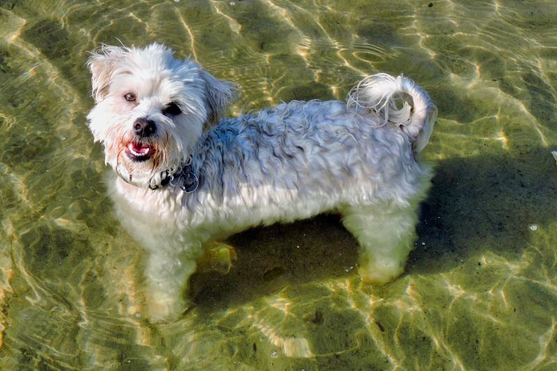 Maltese dog standing in shallow water