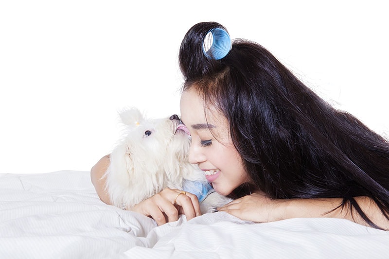 Maltese licking the face of woman