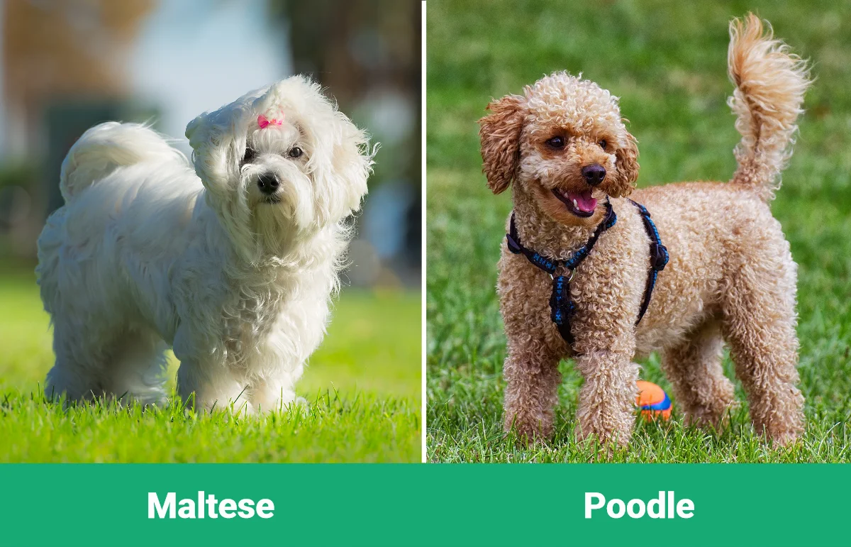 Maltese vs Poodle - Visual Differences