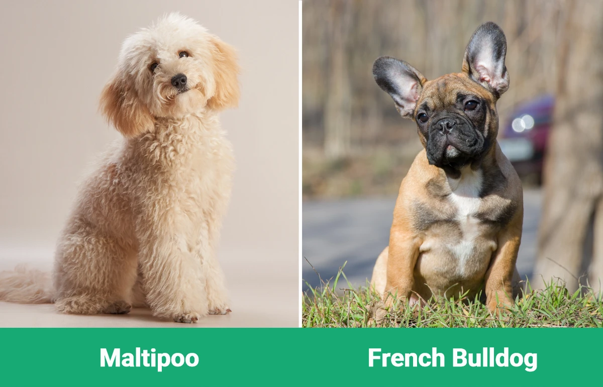 Maltipoo vs French Bulldog - Visual Differences