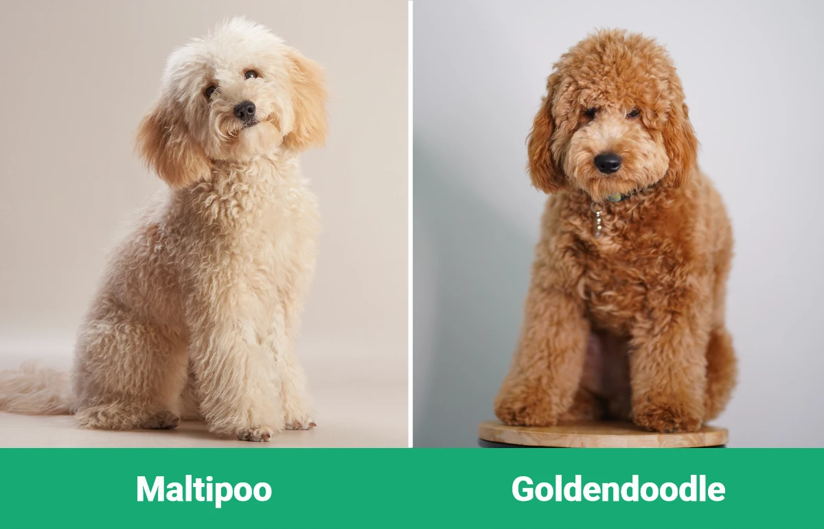 Maltipoo vs Goldendoodle - Visual Differences