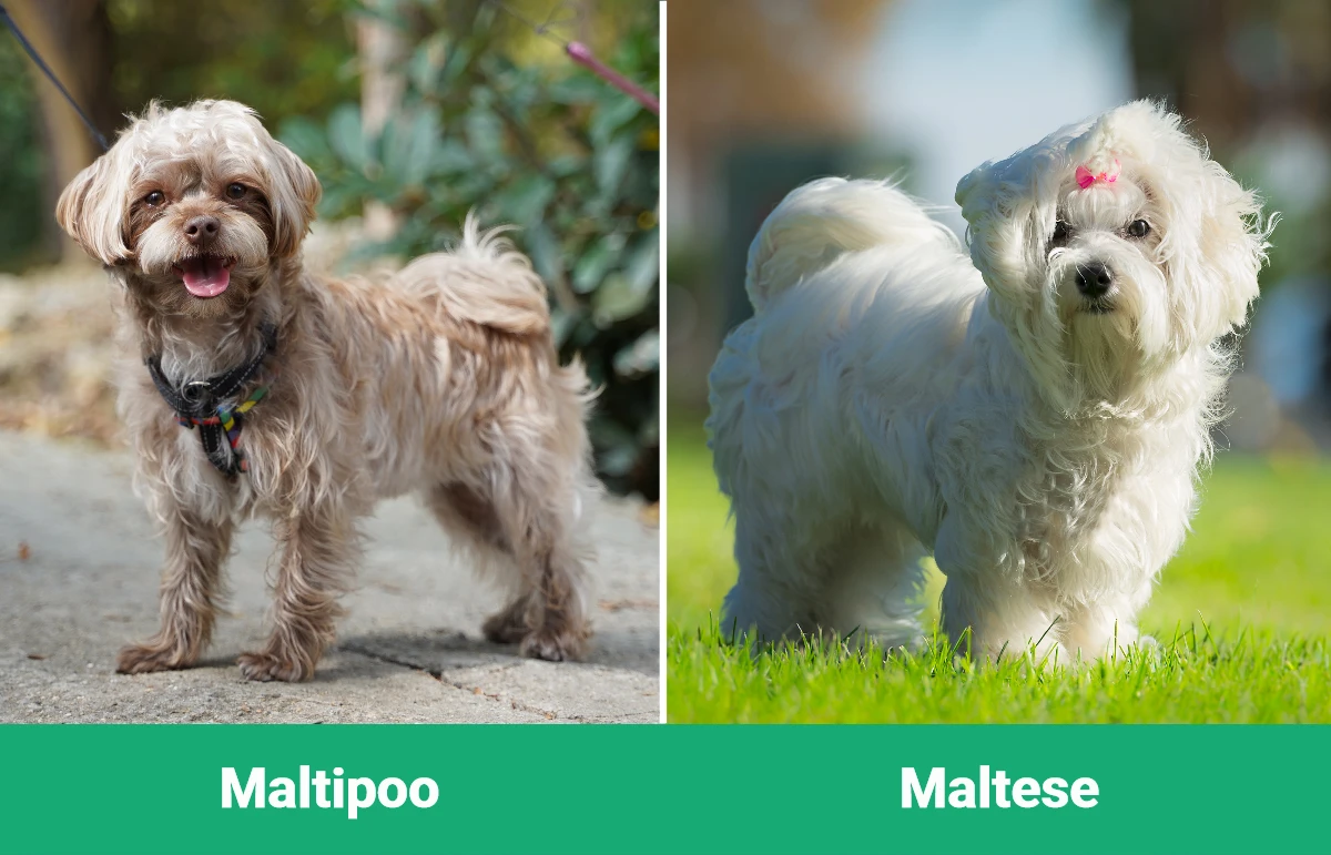 Maltipoo vs Maltese - Visual Differences