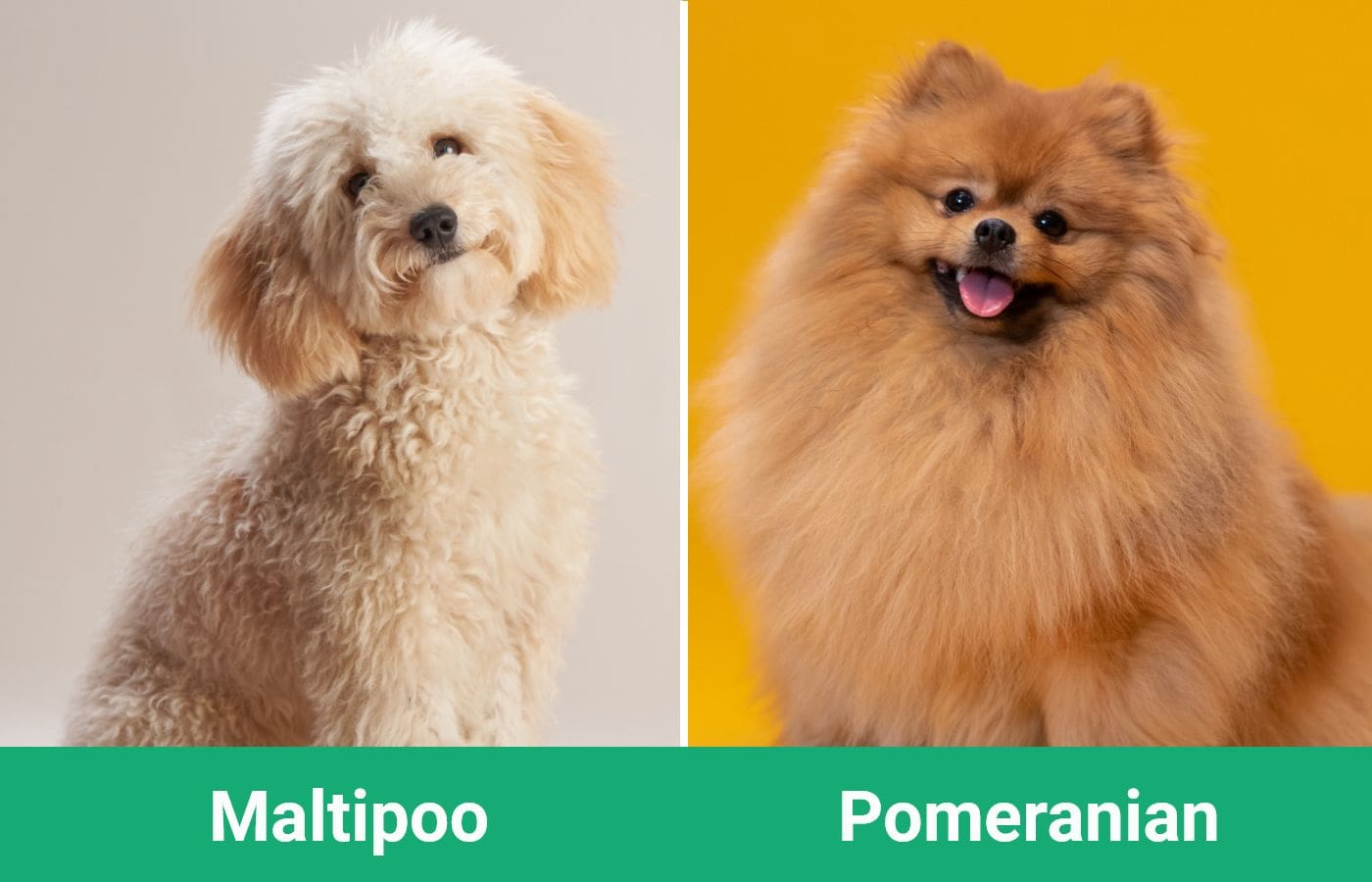 Maltipoo vs Pomeranian - Visual Differences