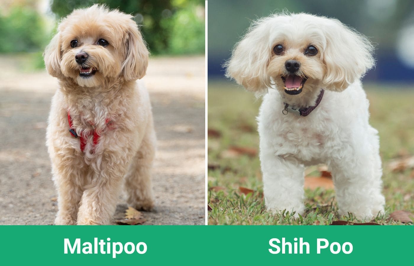 Maltipoo vs Shih Poo - Visual Differences