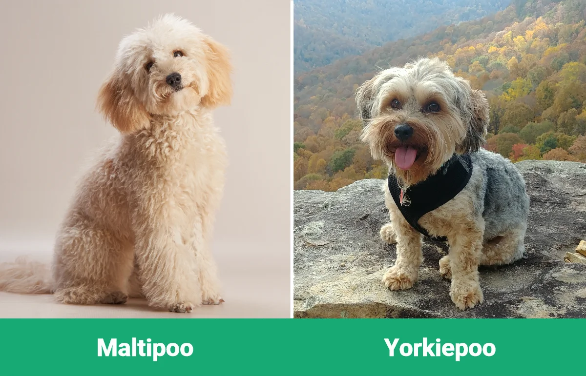 Maltipoo vs Yorkiepoo - Visual Differences