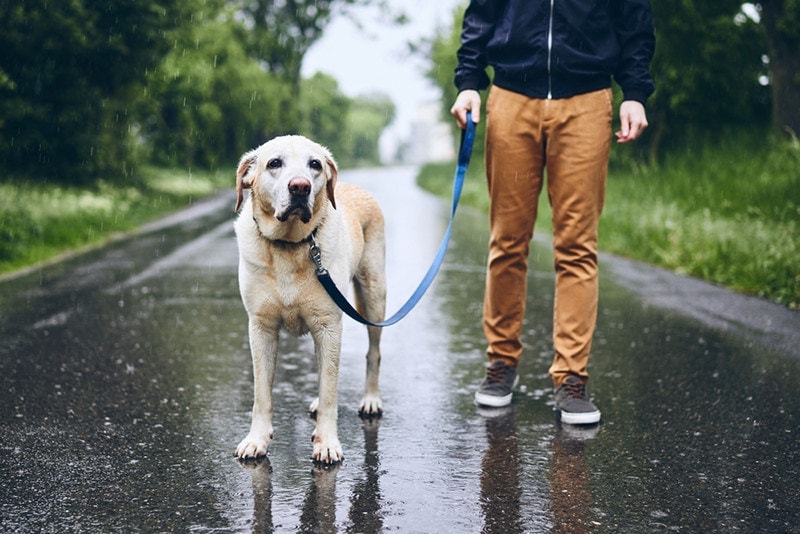 Man walking with labrador retriever in rain_