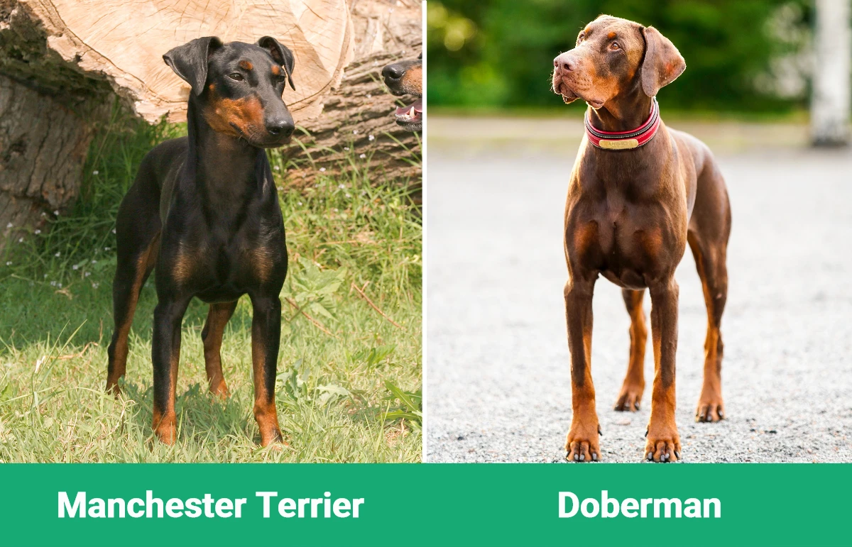 Manchester Terrier vs Doberman - Visual Differences
