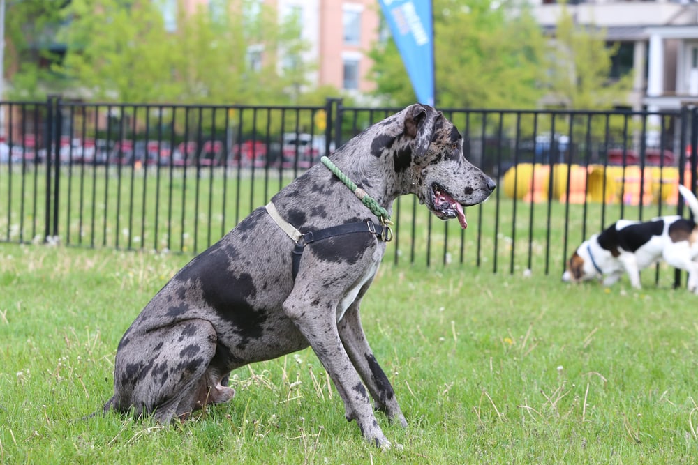 Mantle great dane dog is sitting on the grass