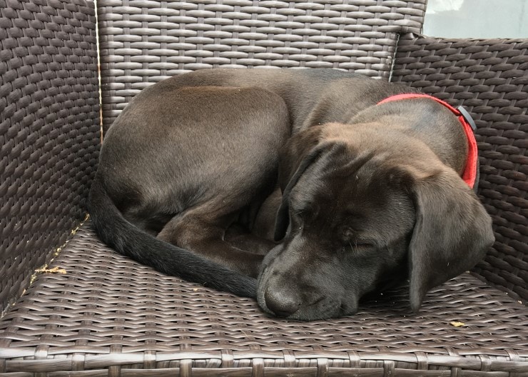 Mastador puppy sleeping on outisde chair