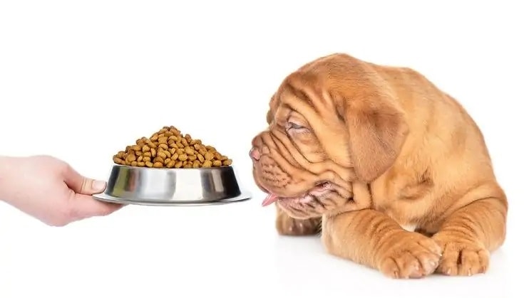 Mastiff puppy looks at bowl of dry food_Shutterstock_Ermolaev Alexander
