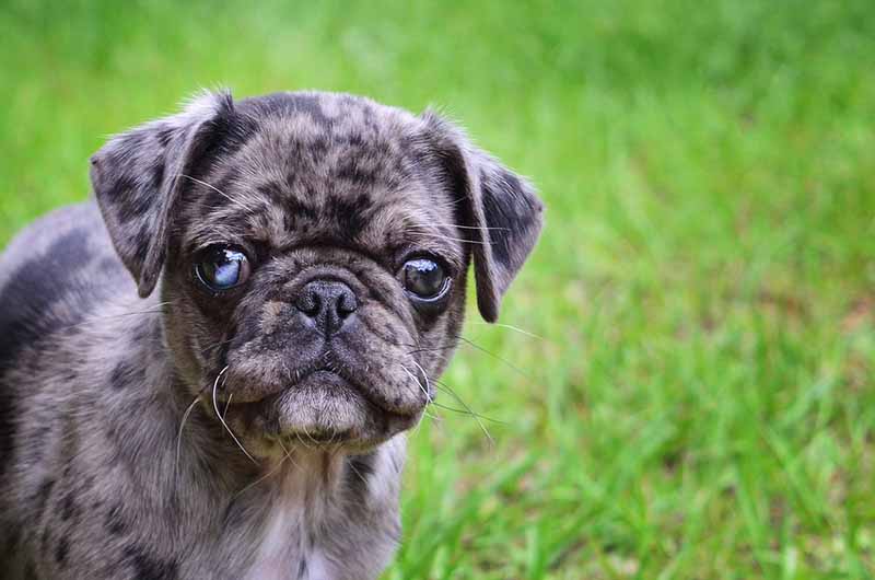 Merle Pug puppy with one partially blue eye looking at the camera