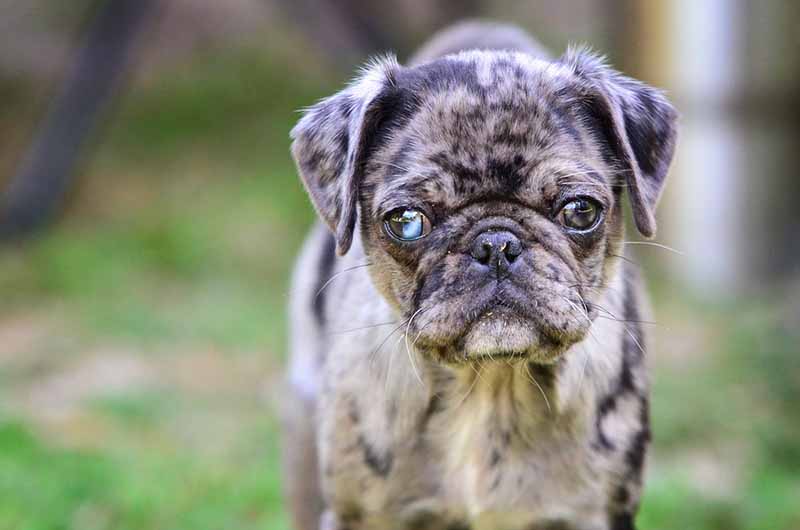 Merle pug puppy with one blue eye