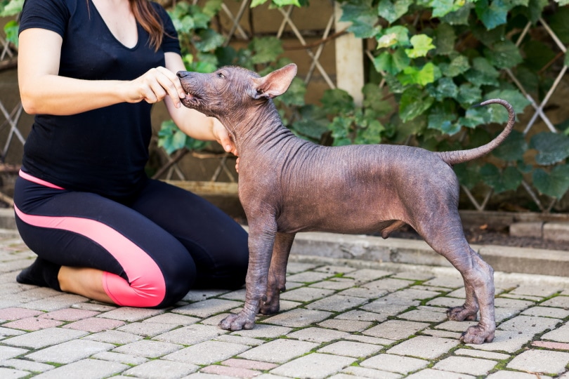 Mexican Hairless Dog puppy