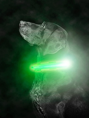 Mighty Paw LED Dog Collar
