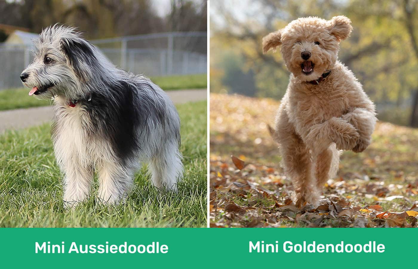 Mini Aussiedoodle vs Mini Goldendoodle side by side
