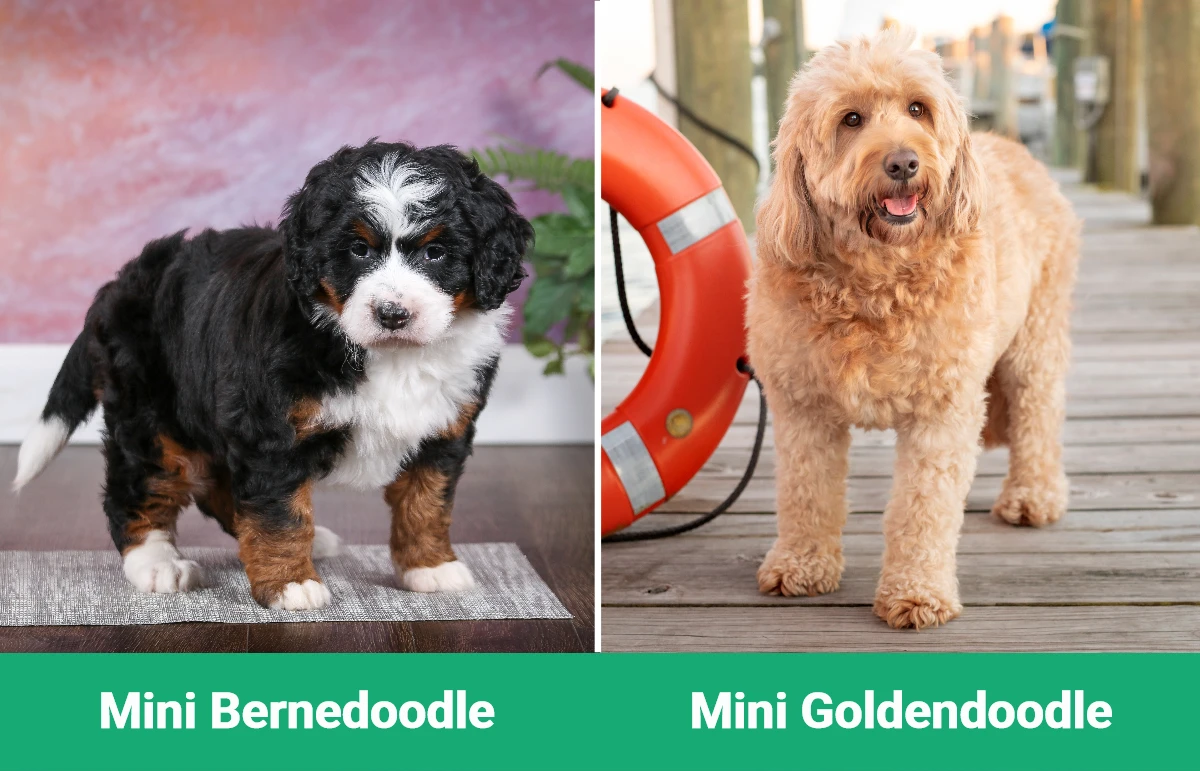 Mini Bernedoodle vs Mini Goldendoodle - Visual Differences