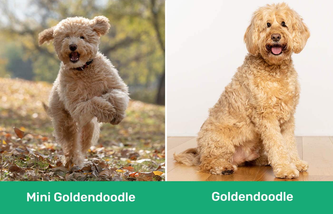 Mini Goldendoodle vs Goldendoodle side by side
