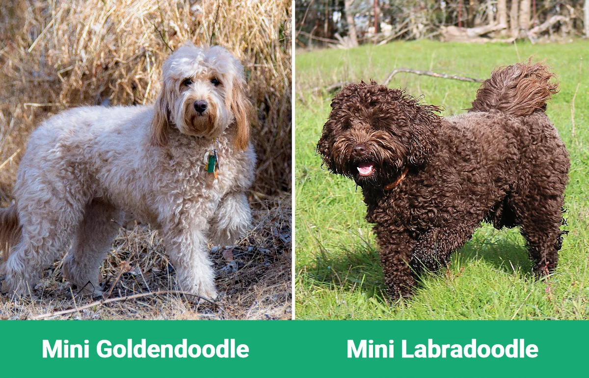 Mini Goldendoodle vs Mini Labradoodle - Visual Differences