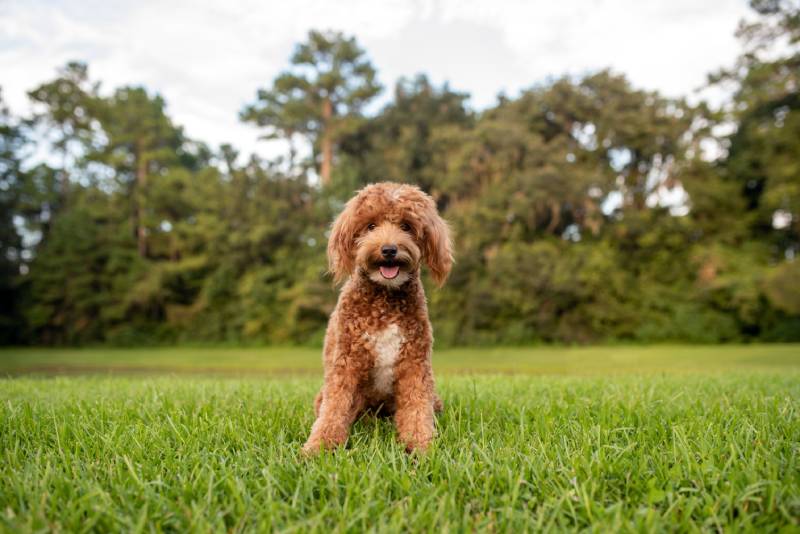 Mini goldendoodle on green grass