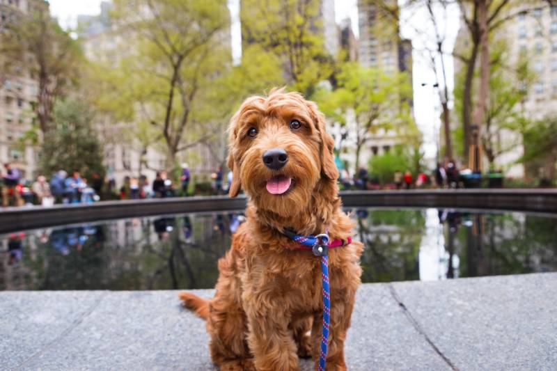 Miniature Goldendoodle dog sitting near park fountain looking at camera