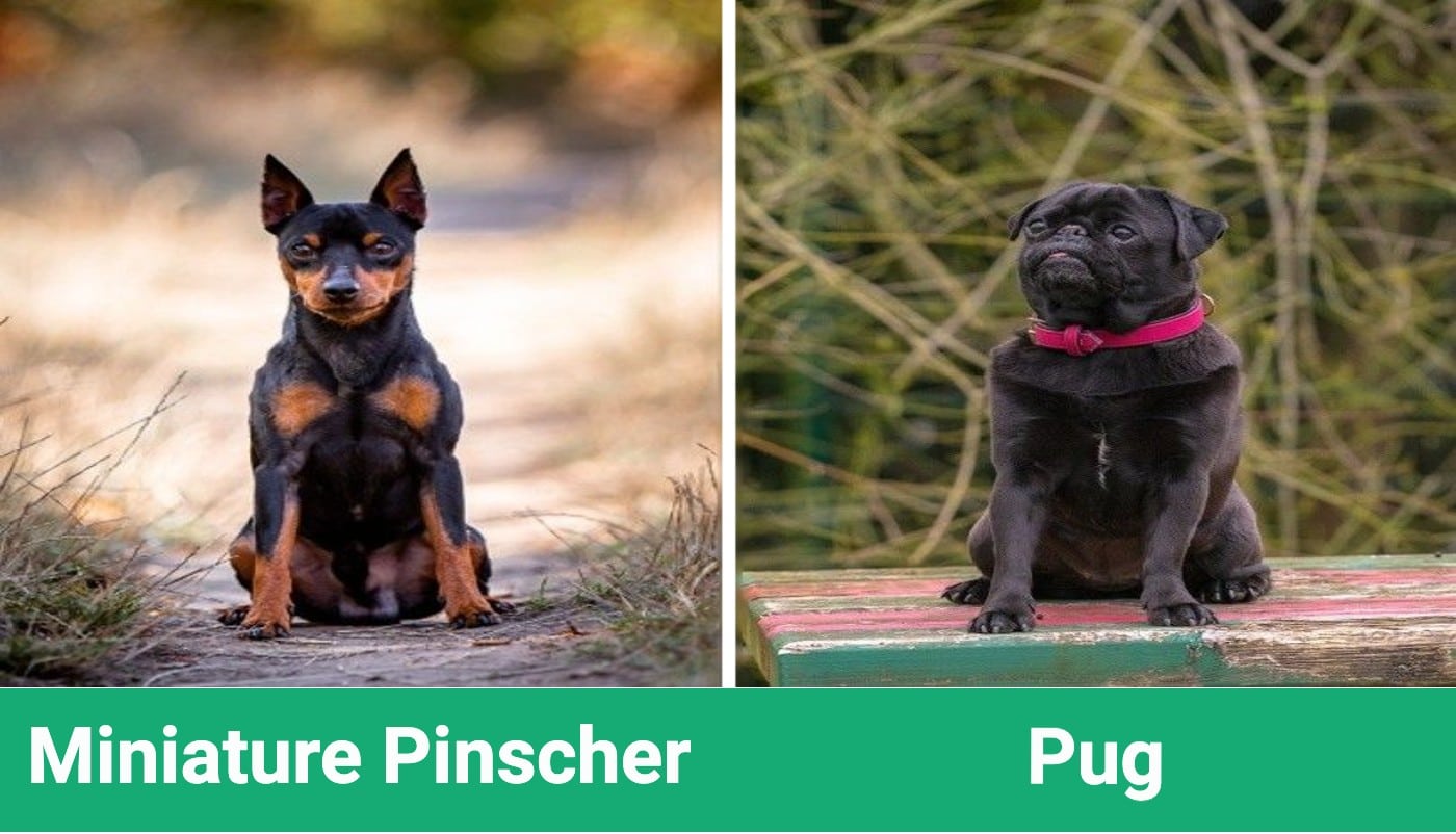 Miniature Pinscher vs. Pug