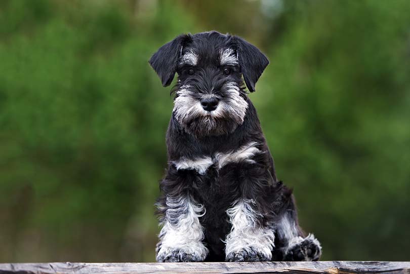 Miniature Schnauzer: Dog Breed Info, Pictures, Facts, & Traits – Dogster