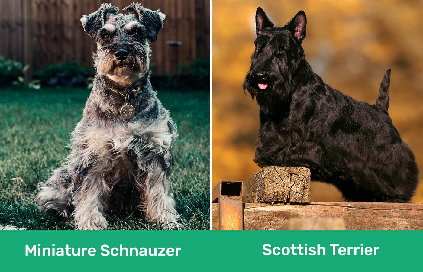 Miniature Schnauzer vs Scottish Terrier side by side