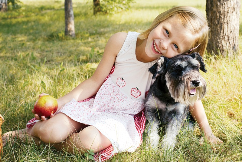 Miniature Schnauzer with little girl owner
