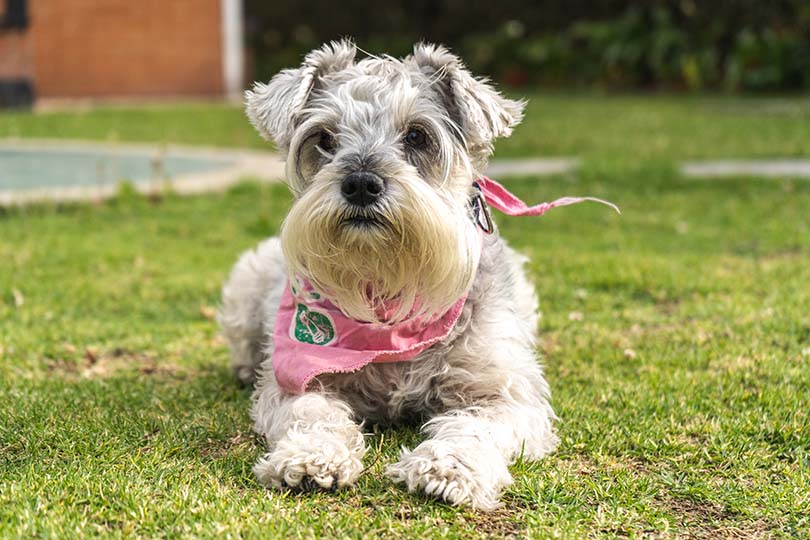 Miniature schnauzer – one of the most average dogs in the UK