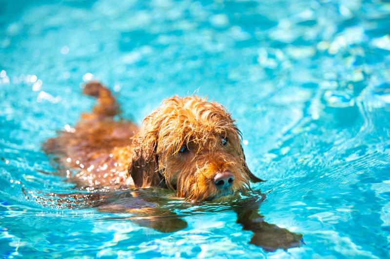 Miniature goldendoodle dog swimming