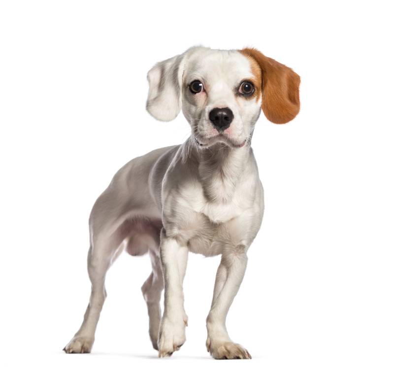 Mixed breed dog of a cavalier king charles and a jack russell terrier
