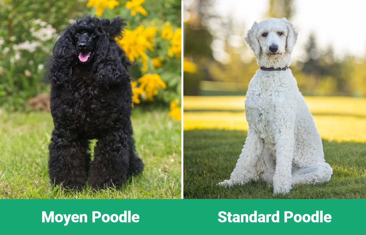 Moyen vs Standard Poodle - Visual Differences