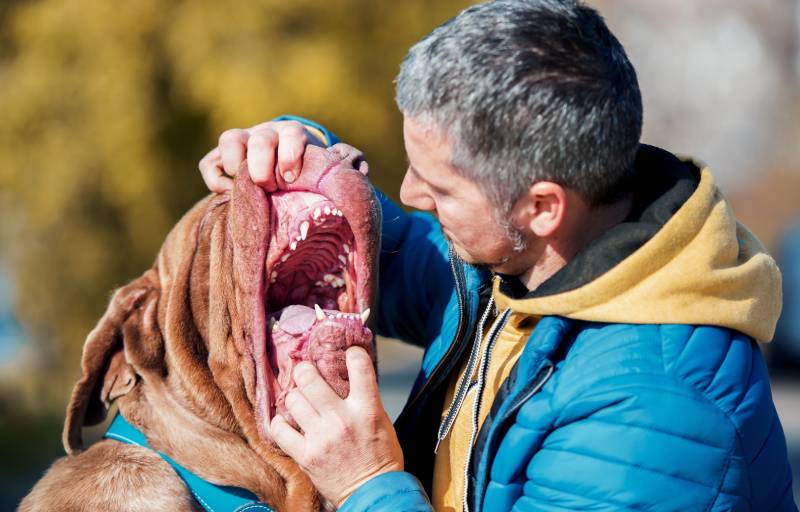 Neapolitan mastiff dog man checking teeth and jaw of his pet