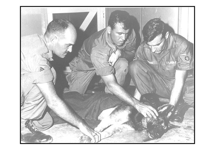 Nemo The Wounded Vietnam Dog