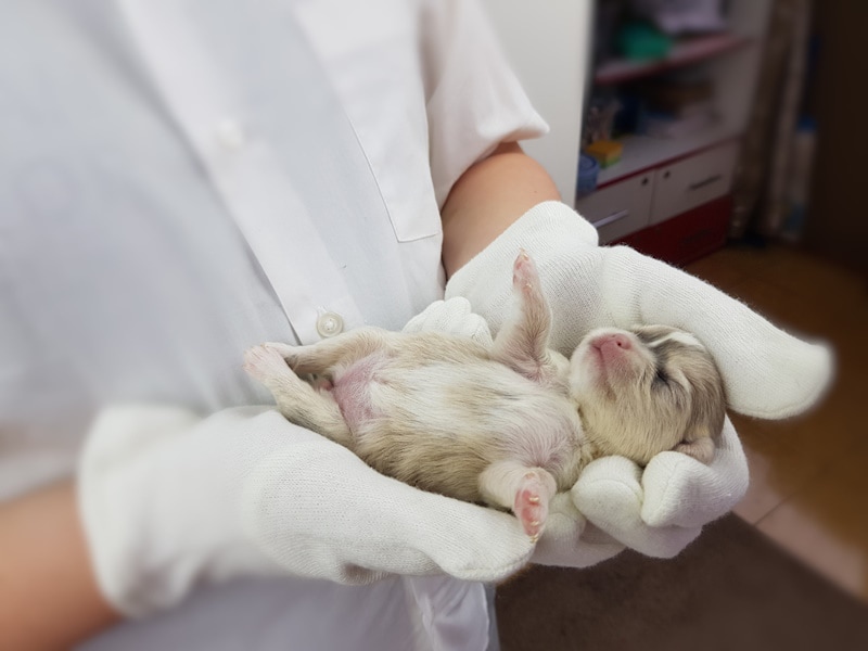 Newborn puppy held by veterinarian