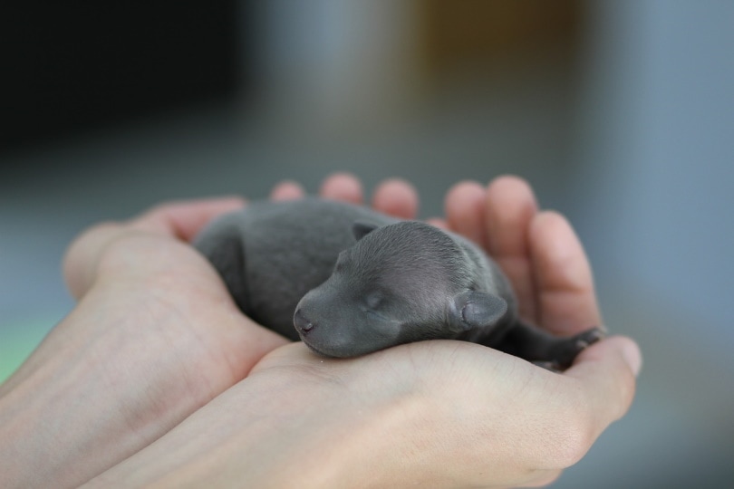 Newborn puppy in a person's hands
