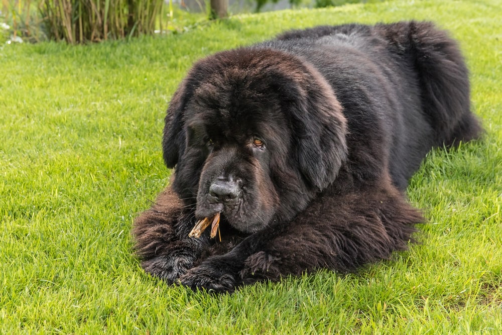 Newfoundland dog chewing dry snack