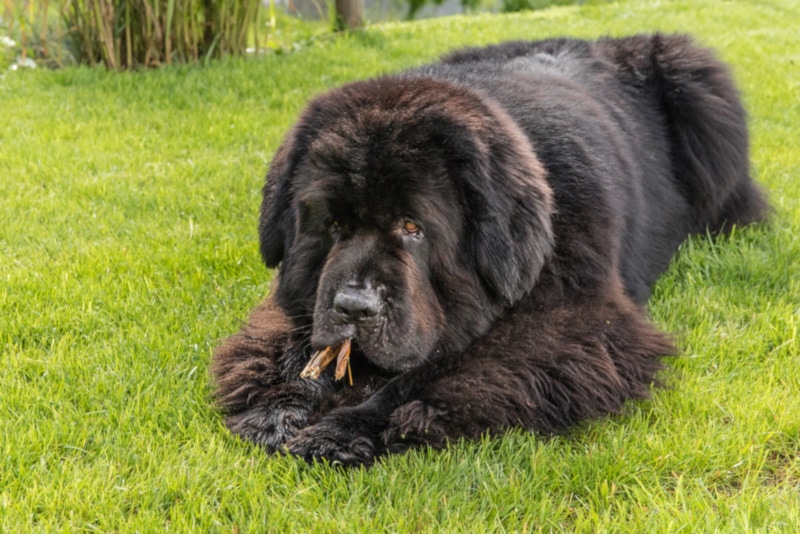 Newfoundland dog chewing on a treat