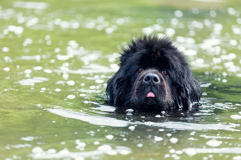 Newfoundland dog portraits in the water swimming