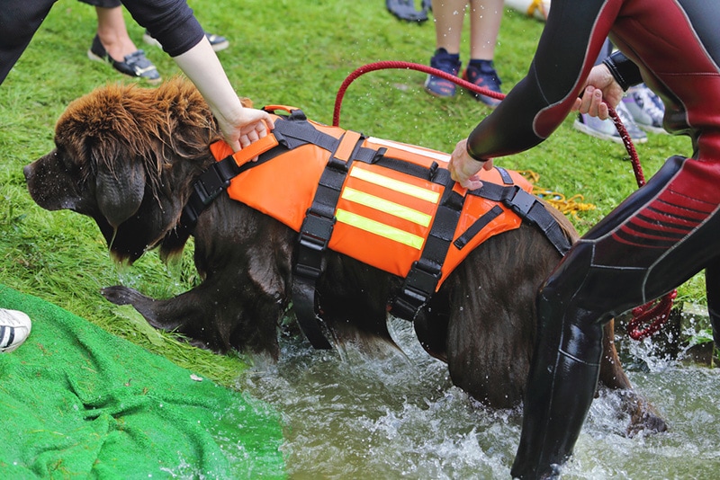 Newfoundland dog water rescue dog demonstrating a rescue