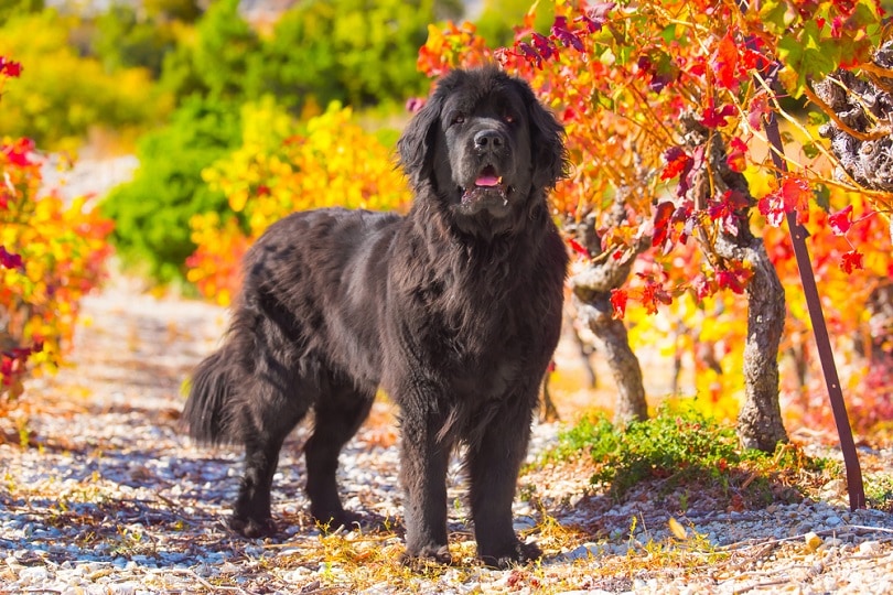 Newfoundland dog_Pandas, Shutterstock