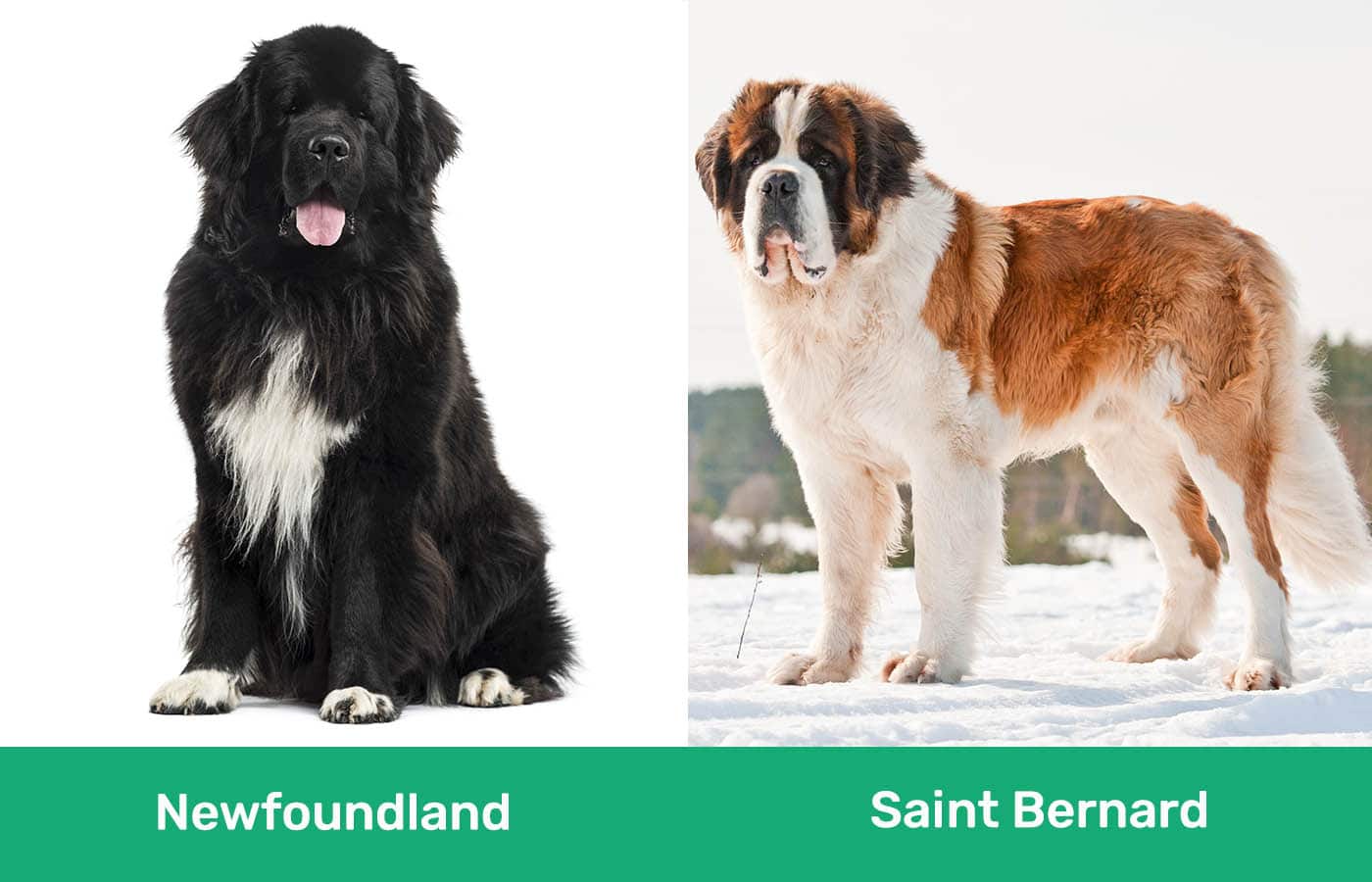 Newfoundland vs Saint Bernard side by side