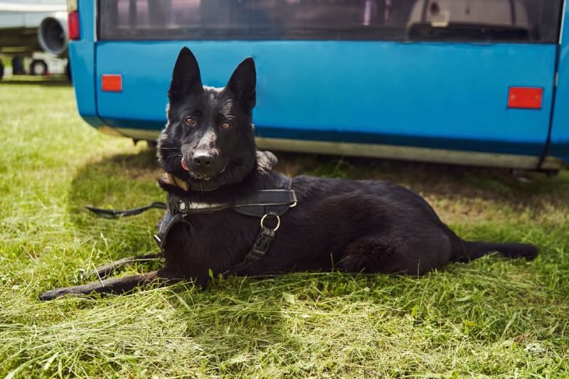 Norwegian Elkhound Black dog lying on grass