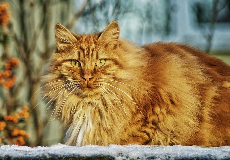 Norwegian Cat_TVIOD, Pixabay