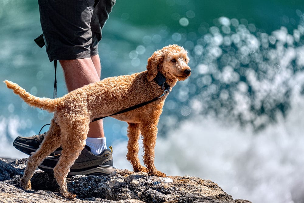 Obedient purebred Poodle standing on rocky cliff near sea