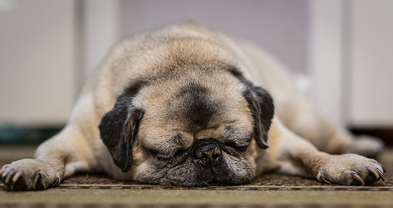 Old pug dog sleeping on a rug