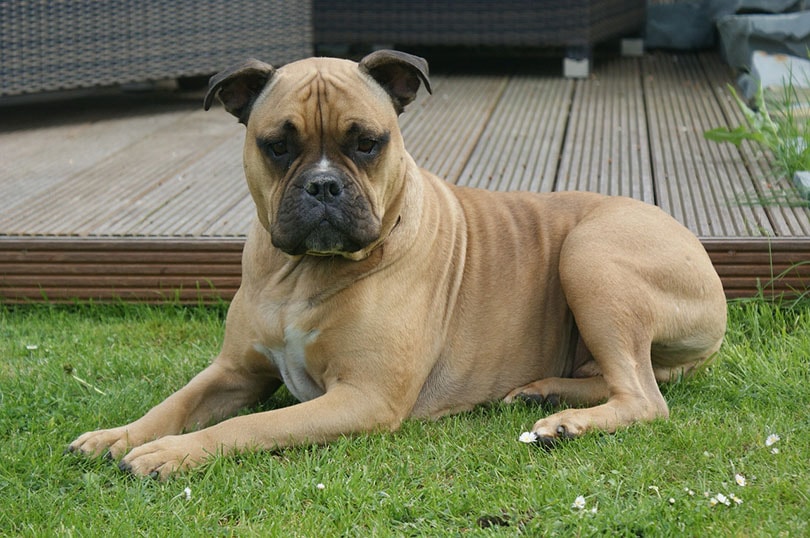 Olde English Bulldogge lying on grass