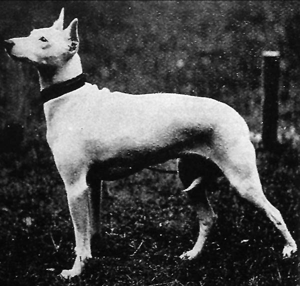 Olde White English Terrier