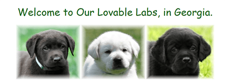 Our Lovable Labs