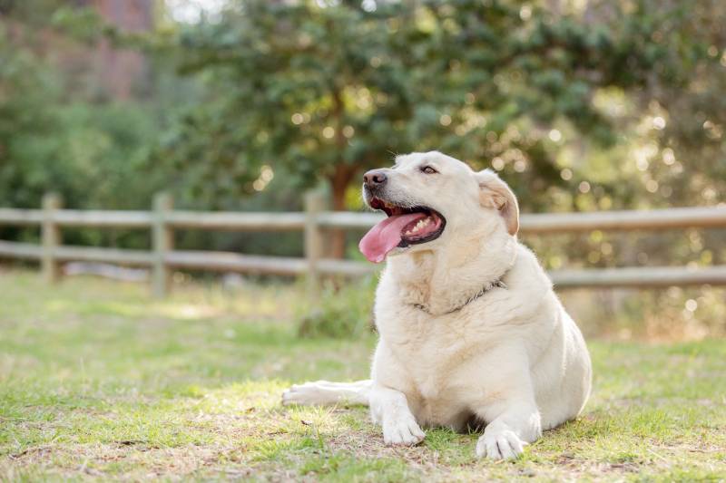 Overweight White Labrador retriever dog in a park
